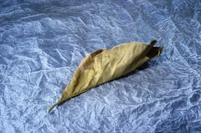 Light Painting leaf