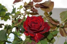 rose as red velvet