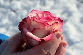 pink and white rose in hands
