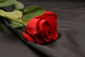 red rose on dark fabric