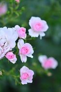 pale pink garden roses