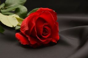 red rose on dark fabric close up