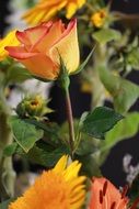 tea rose in a flower shop