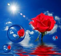 red roses in water bubbles