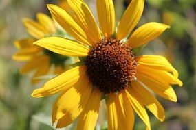 sunflower flowers in the garden