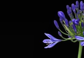 agapanthus africanus