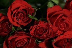 fresh Roses Flowers