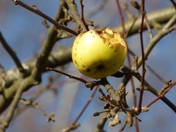 Autumnal Apple