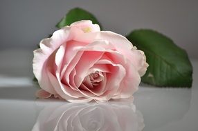 Pink rose flower with the leaves