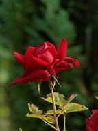 red flower with thorns