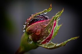 Rose with Rain Drip