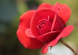 red Rose Bloom garden