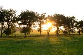 Sunset through the trees in the evening