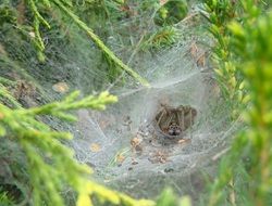 cobweb among beautiful and colorful plants