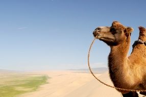 camel in the desert in mongolia