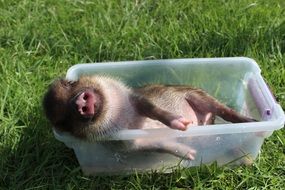 Chipmunk pig is relaxing