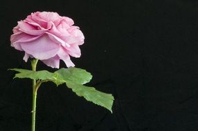 pink lush rose on a black background
