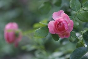 magnificent Rose Blossom