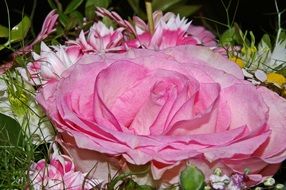 pink rose in the flower bouquet