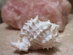 Sea shells decoration