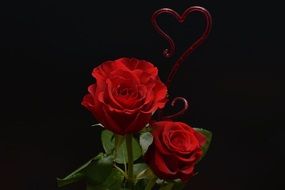 two red roses in a vase on a black background