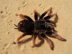 scary brachypelma klaasi
