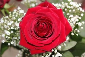 Baccarat Love Rose