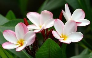 Plumeria flowers in spring