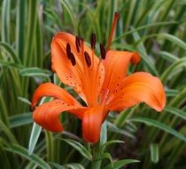nature Orange Asiatic Lily