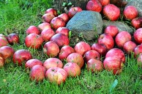 red Apples on Grass in garden