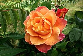 velvet orange rose in the garden