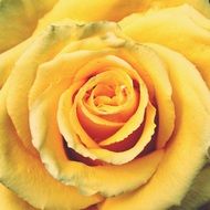yellow rose is a family flower