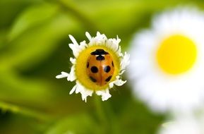 orange ladybug on yellow daisy core