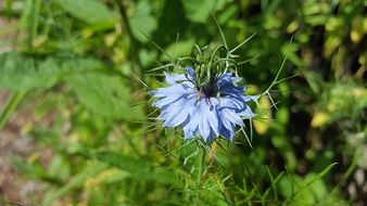 picture of the Nigella Sativa flower