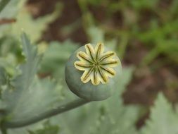 green bud of poppy