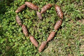 picture of the pine cones in a shape of the heart