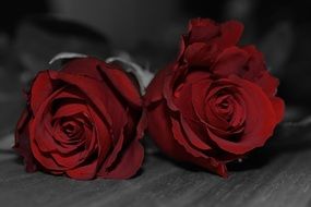 two red roses on the table