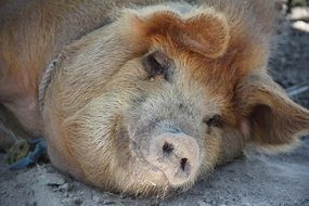 Happy Pig Sleeps