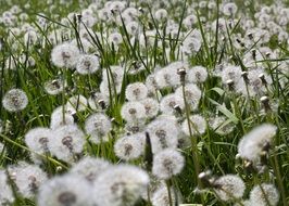 lot of white puffy Dandelions on meadow