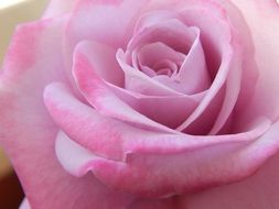 Light Pink Rose