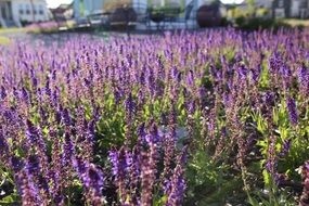 beautiful purple field