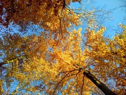 bottom view of golden trees in autumn