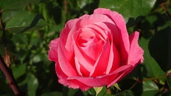 pink Rose bloom Flower garden