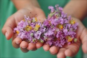 flowers from the garden in the hands close-up