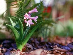 Hyacinthus Flower