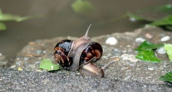 snail on a large stone close up