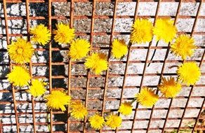 Heart Yellow Dandelions