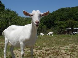 white hornless Goat looking straight on farm