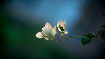 magnificent White Spring Bloom