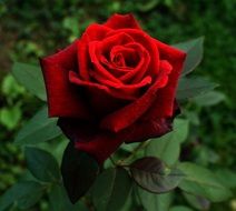 red rose on a green bush